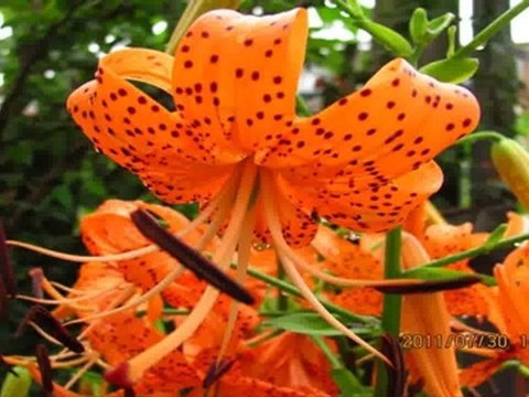 North York Real Estate - Winlock Park