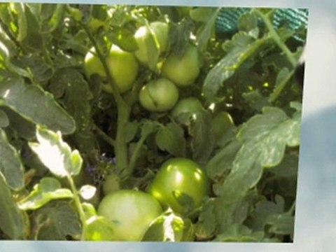 organic gardening tips tomatoes