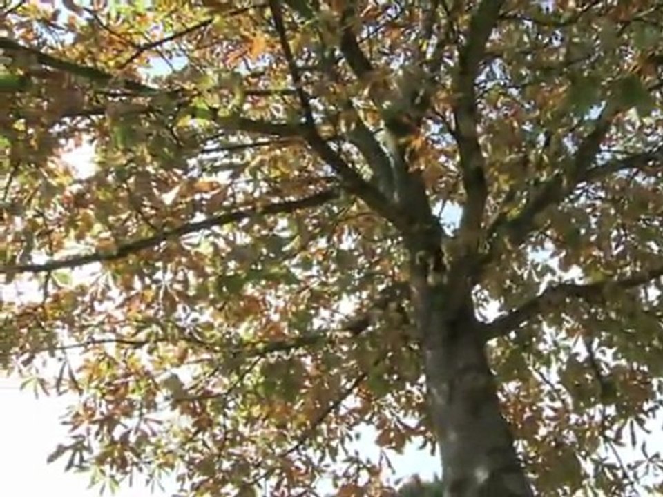 Caterpillar attacks French trees