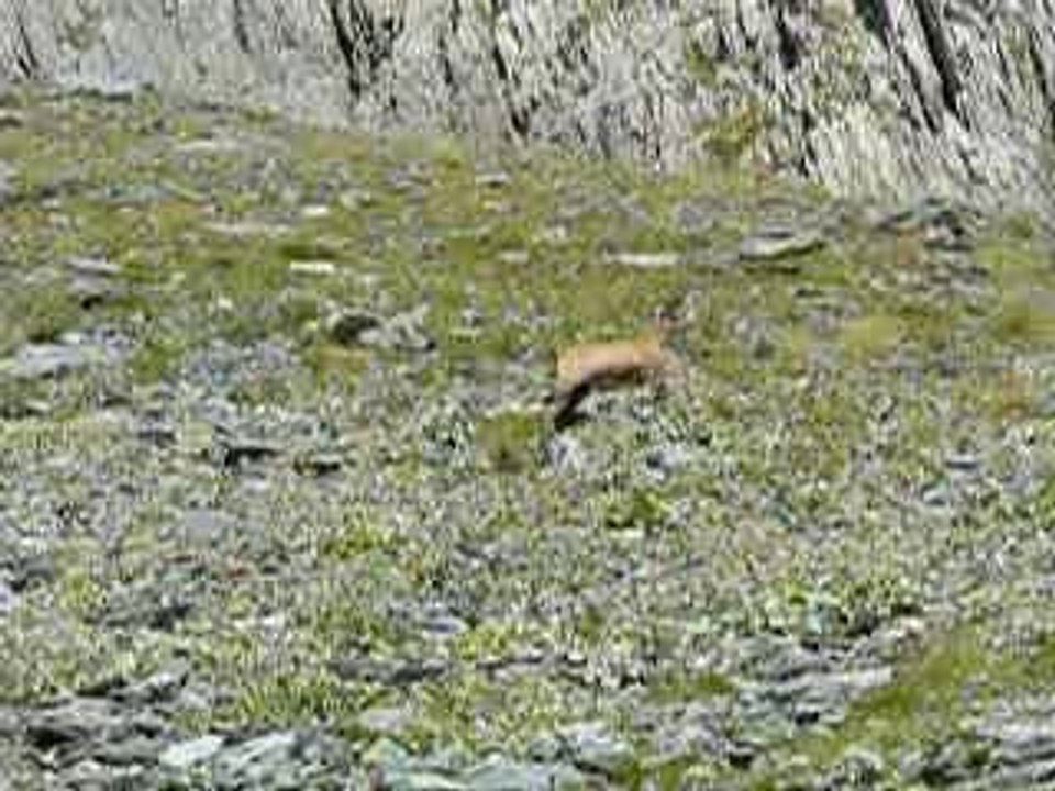 Chamois