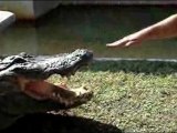 Crocodile 1 - Homme 0