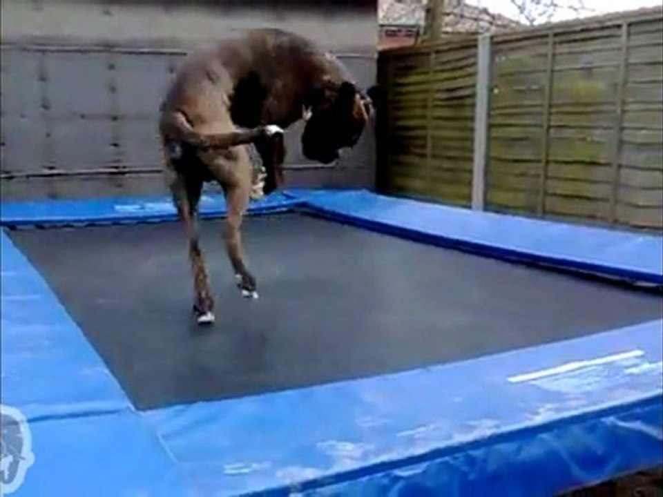 Un Boxer fait du trampoline