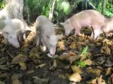 Sao Tome et Principe - Les cochons de Principe