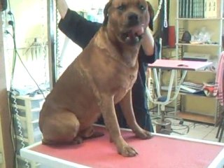 SALON TOILETTAGE REGARD CANIN DENJA