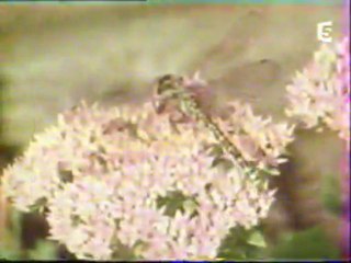 Le Mythe des Géants