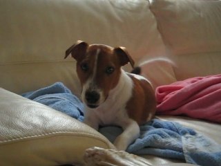 Tonic 'Casse-couille'