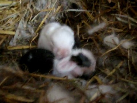 MOV07877 bébés lapins bélier nain angora teddy d'une semaine au calin...