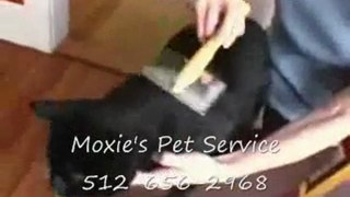 Austin Pet Sitter - Moxie's Pet Service 512-656-2968