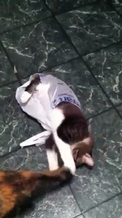 Kitten Bag