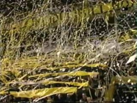 AIK - DIF-AIK -02 Tifo !