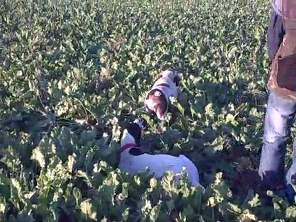 MİŞA VE BODY BILDIRCIN FERMA