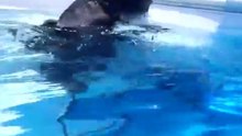 Cooper the chimp goes scuba diving