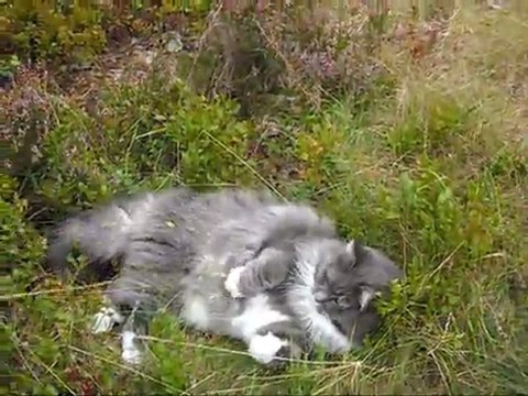 Film på Revis 25 Aug - 11. Med musik.