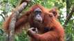 Orangs outan de Sumatra