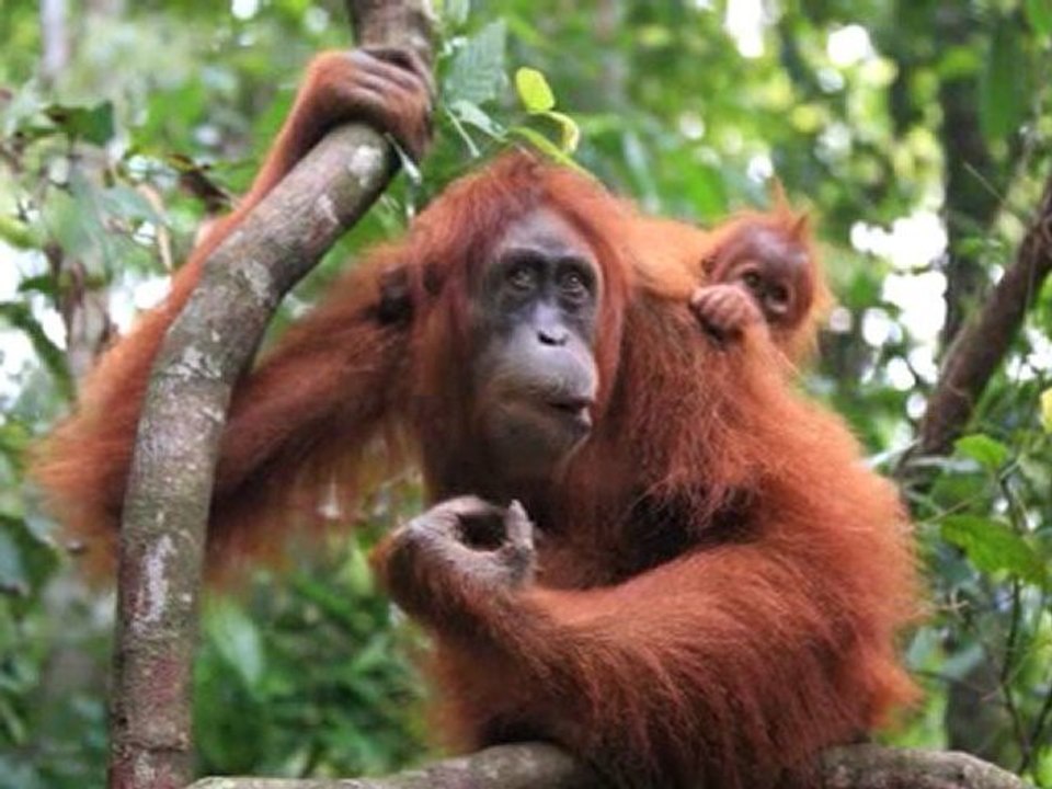 Orangs outan de Sumatra