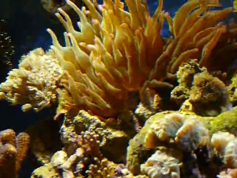 le bac sous leds depuis 2 mois