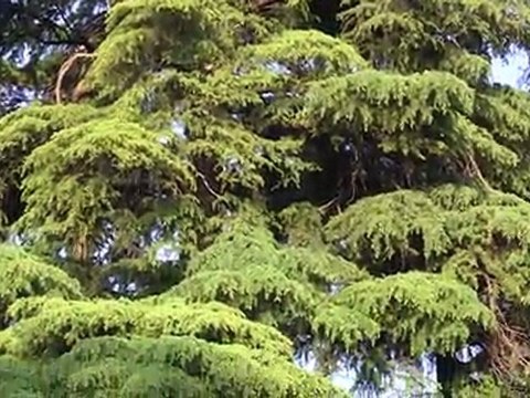 Test Canon Legria HF-S21 con stabilizzatore ON standard @ 1080i50 - TEST 2 di 4