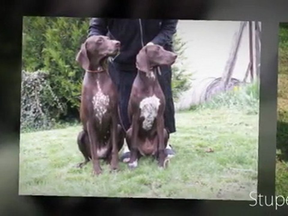 My Stupeflix Video ELEVAGE DE BRAQUE ALLEMAND CHAMPREVAL