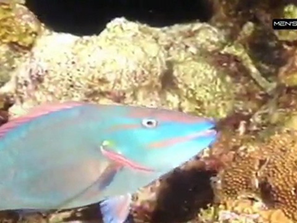 Iles était une fois [S.1] [E.24] - Belize