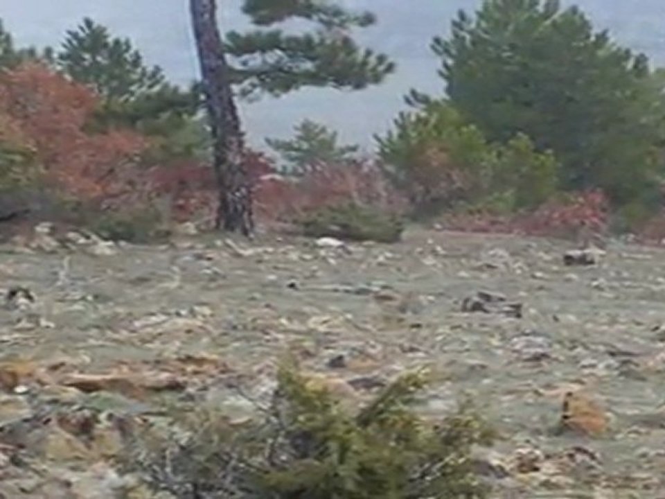 tavşan avı 2