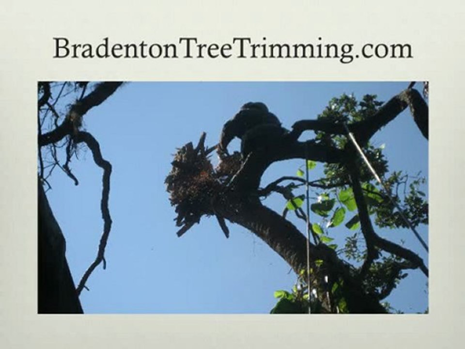 Bradenton Tree Service