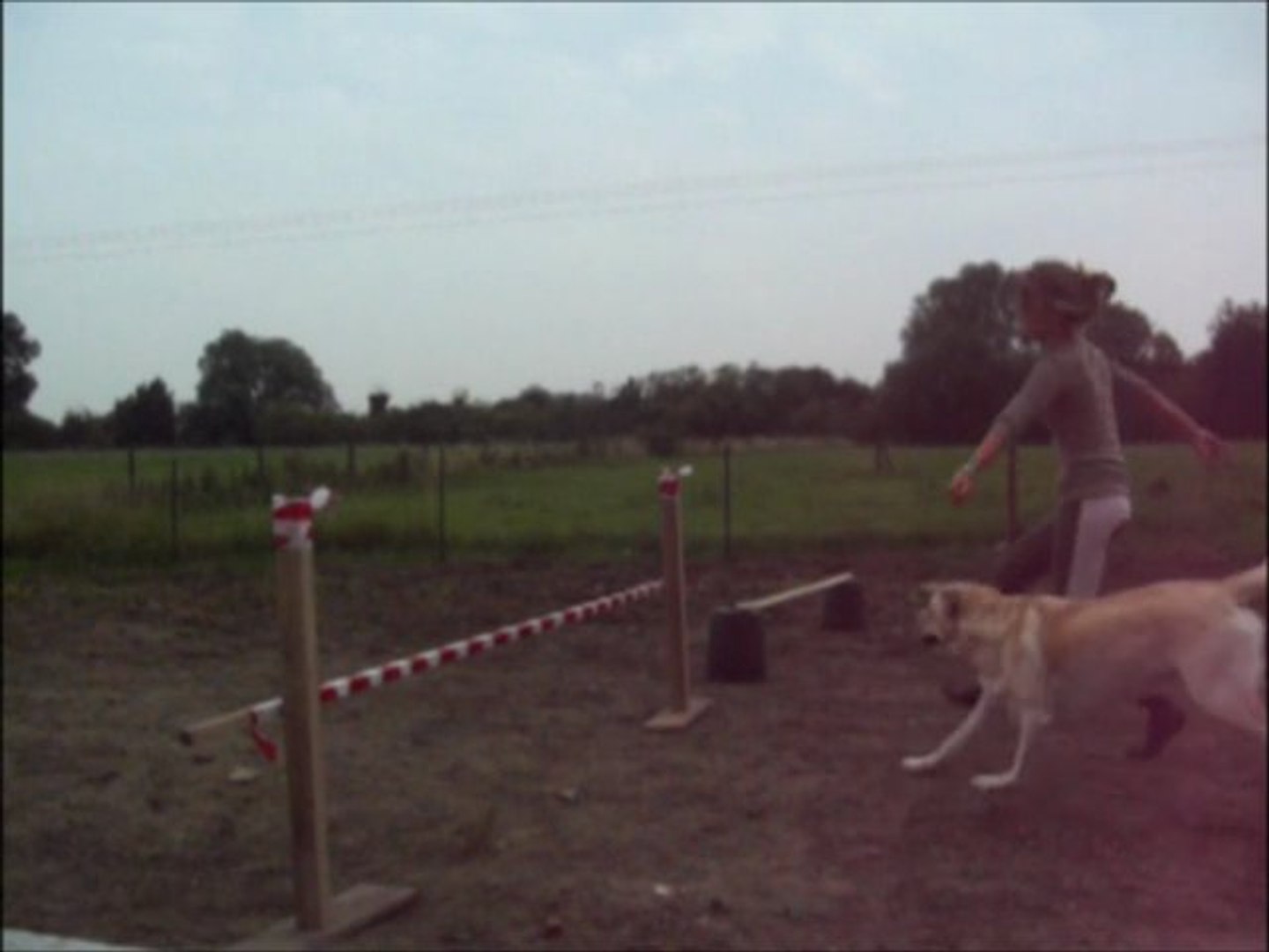 Agility labrador