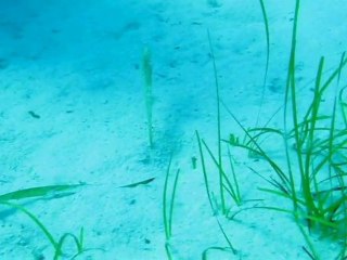 Plongée sur le sable à la recherche de l'hippocampe