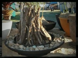 Large Architectural Garden Pots, Bowls & Planters