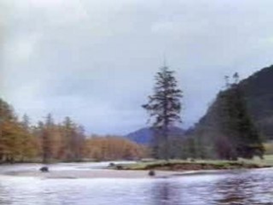bear-commercial