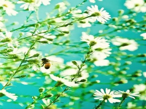 North York Real Estate - Whitman St