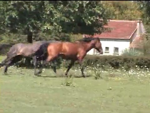 Umbrielo et Veliero des Trillers - PRE PP - 3 et 2 ans