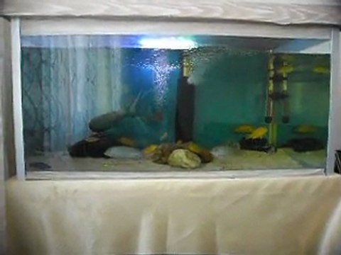 Baykara_50 malawi akvaryumum