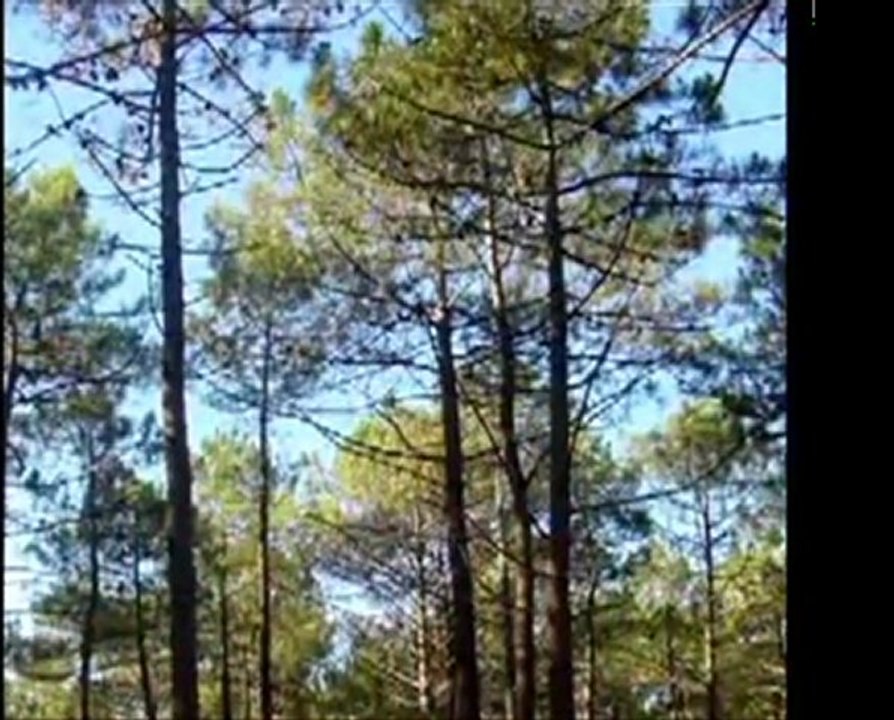 FORET // Evoltree