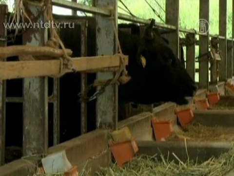 Япония сняла запрет на поставку говядины