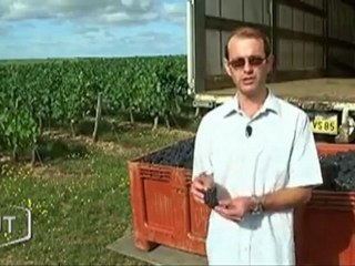 Vendanges : 1ères récoltes en Vendée