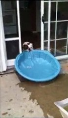 Dog Tries To Drag His Pool Indoors