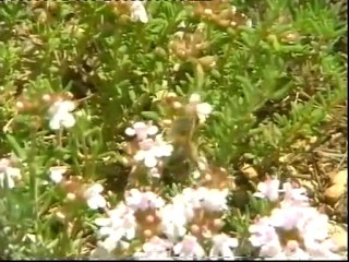 Apicultura ORO DULCE