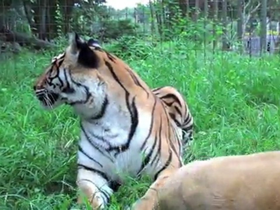 ACTION ALERT: Save the Tiger!