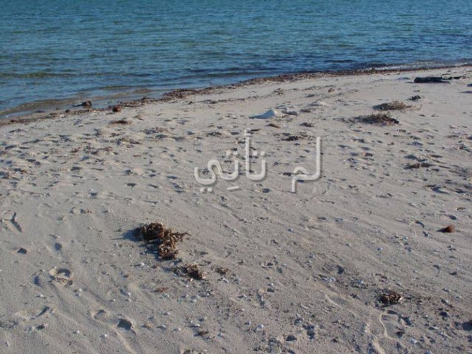 لم تأتِي - محود درويش