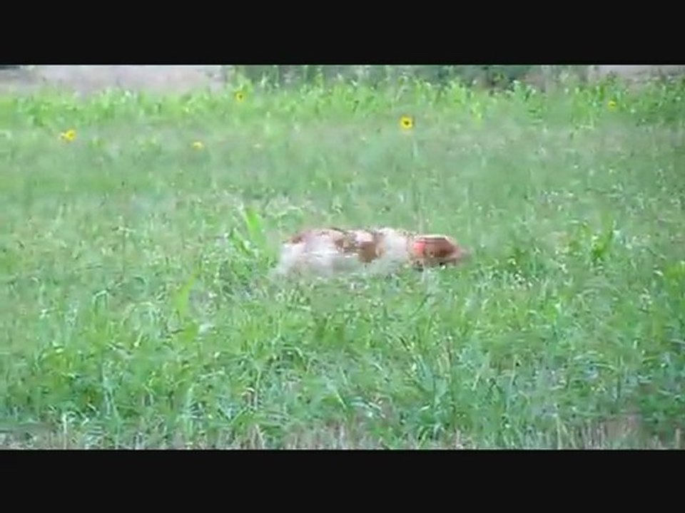 Django-Arrêts sur cailles