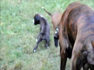 Notre toute 1ère fois dans le jardin, à 25 jours. (CHEYENNE de SAINT QUINIS X UCELLO du DOLON / Portée des "G" 2011)