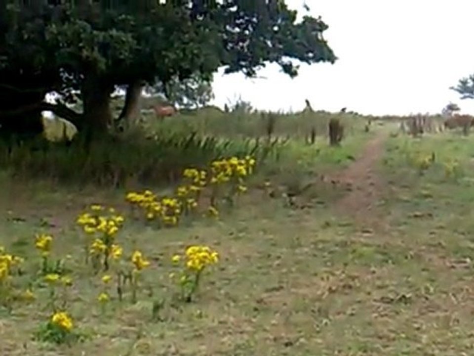 Piquepaille coquine2