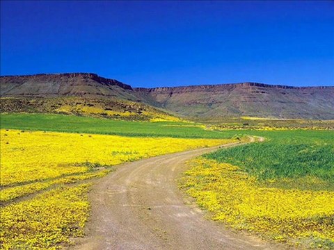 ,,Sordum Sarı Çiçeğe,,şiirin kalbi ve şiirin anlamı