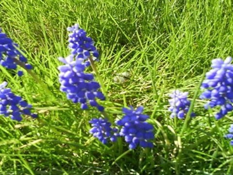 North York Real Estate Secrets - Cash Offers