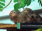 Smallest Monkey On the Planet - Pygmy Marmosets
