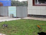 Dog Vs. Cat The most epic standoff ever recorded