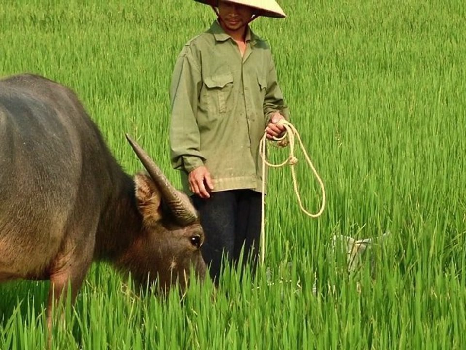 Le Viêt Nam