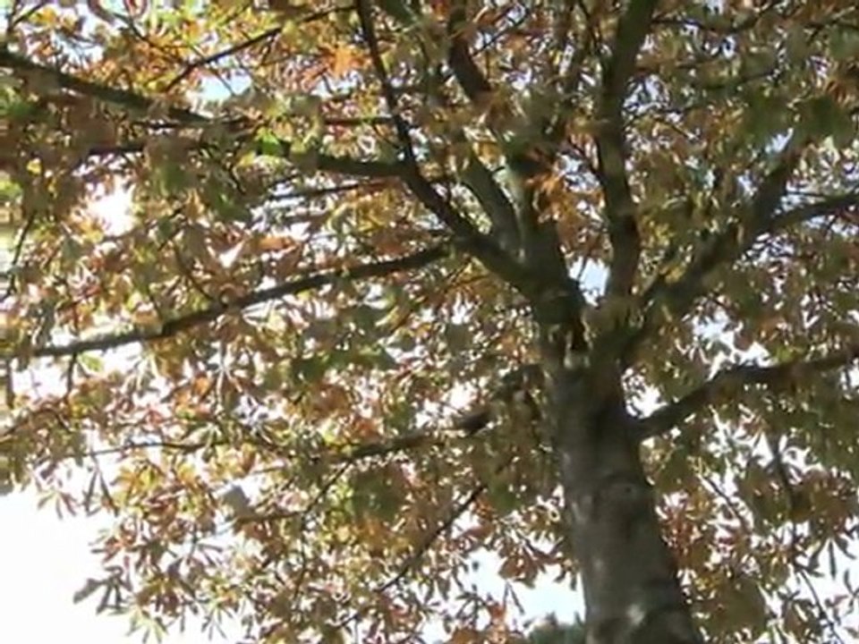 Motten-Attacke auf Pariser Kastanien