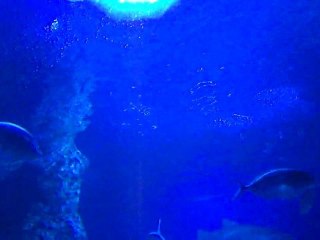 Requins - Aquarium de Perth