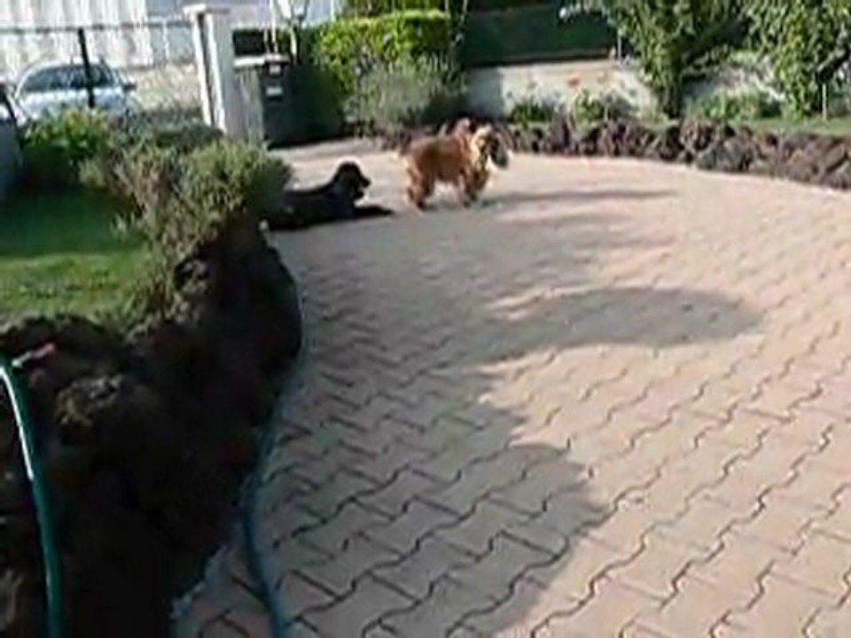 atthis et son copain Moka